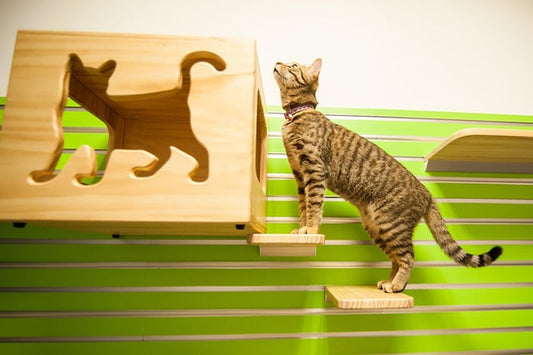 Das beste Katzenspielzeug für Wohnungskatzen – 5 Tipps für mehr Spaß & Bewegung