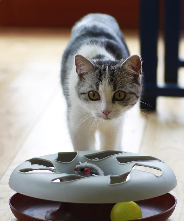 Katzenspielzeug