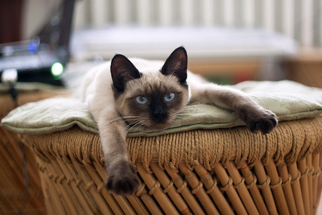 Katzenbetten