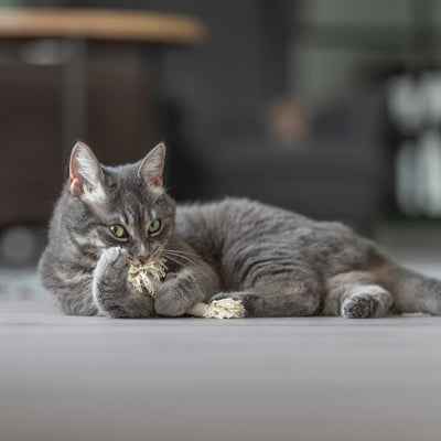 Trixie Spielseil mit Fransen – 2er-Set