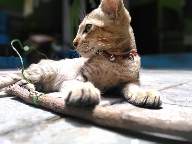 Halsbänder & Geschirre