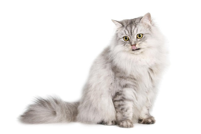 Alles für die Katz