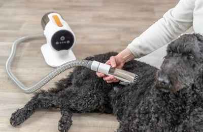 Haustier-Scherenset mit Fellextraktor – 600 W