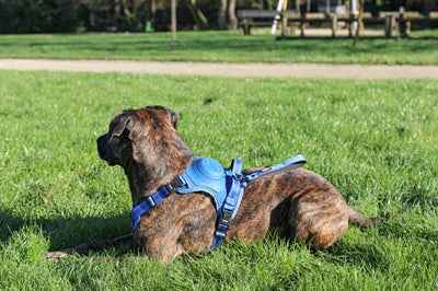 Easyride Hundegeschirr Blau mit integrierter Leine – XL (73–94 cm, 55–77 kg)