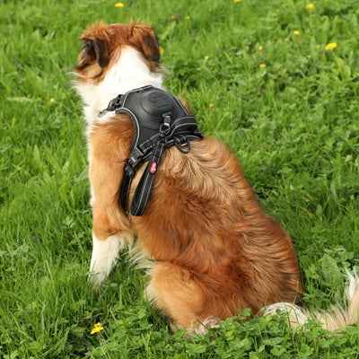 Zolux Easyride Hundegeschirr Schwarz