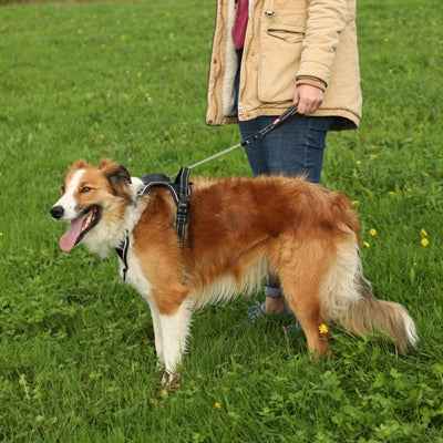 Zolux Easyride Hundegeschirr Schwarz