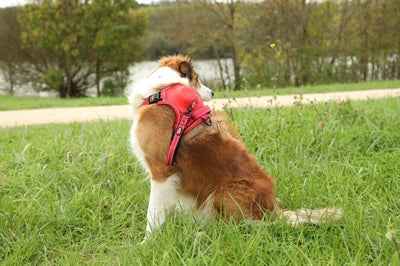 Zolux Easyride Hundegeschirr Rot